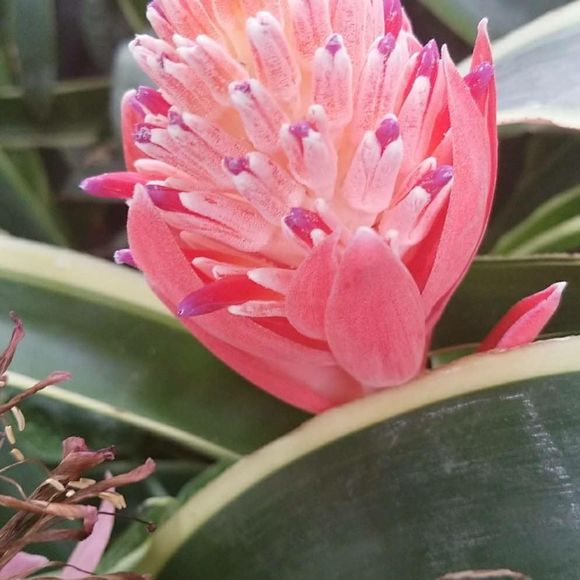 Meet your Posher, Diana - Picture 1 of 1